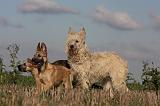 BOUVIER DES ARDENNES 212